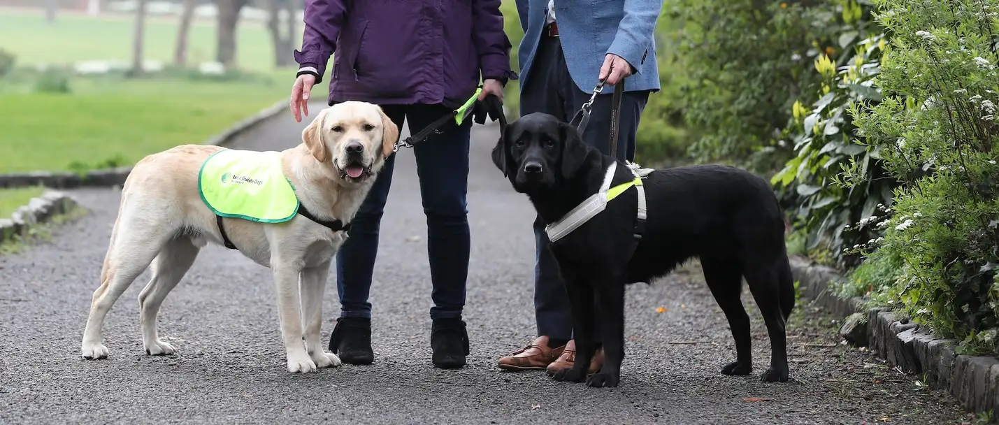 Irish Guide Dogs for the Blind | Guide and Assistance Dogs