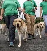 Four IGD dogs being walked by trainers