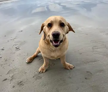 Nova sitting down on sand at the beach looking towards the camera. Image