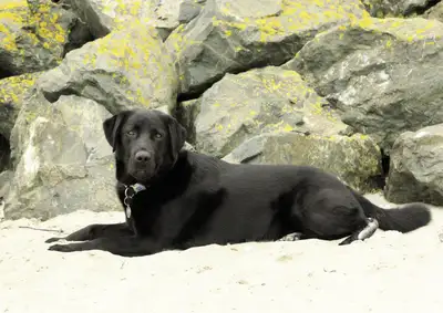 Assistance Dog Fritz lying on sand