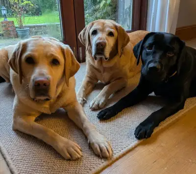 Three dogs lying on a rug