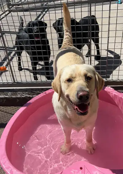 Keano standing in a pink pool of water with two black pups standing behind him