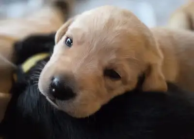 Yellow pup lying across a black pup