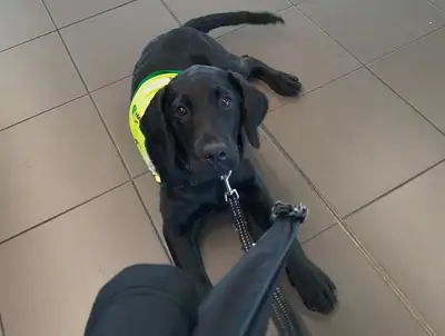 Sora lying on a tiled floor looking up at her handler