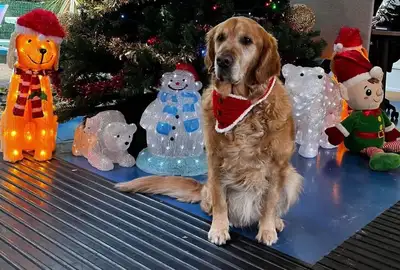 Dog standing with a Christmas tree in the background