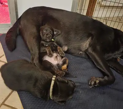 The A litter lying with Eadie on a navy rug