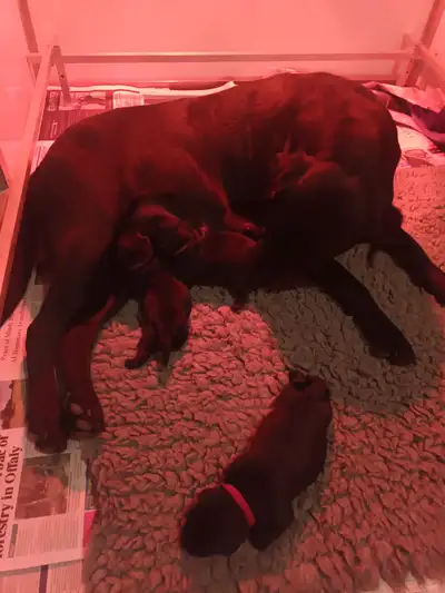 V litter lying with mum on a grey rug