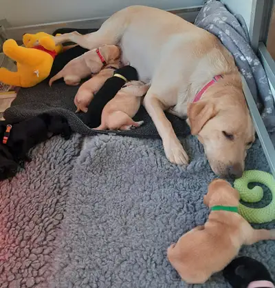 Y litter lying on grey rug with mum