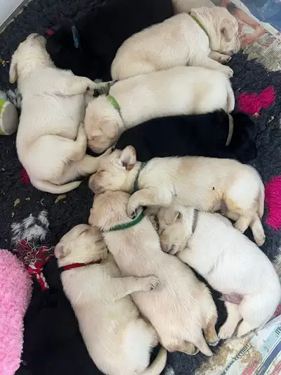 S litter all lying together 