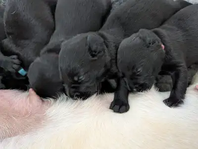 T litter, all black pups, lying together on a fluffy, cream rug