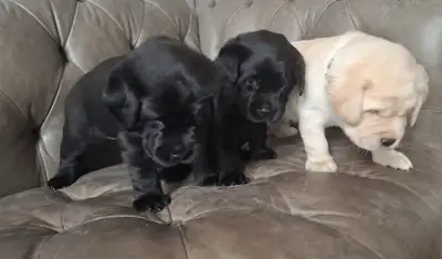 Two black and one yellow pup sitting beside each other