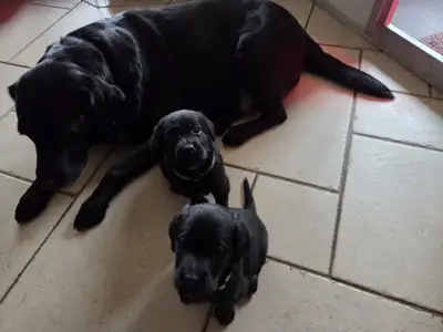 Brood lying on a tiled floor with two pups
