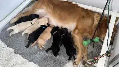 W litter lying on a grey rug with mum