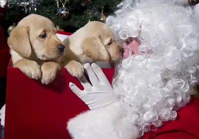 Santa with two tiny pups sniffing him