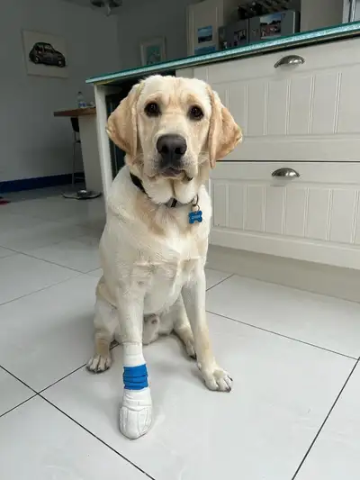Keano sitting in a kitchen with his paw bandaged