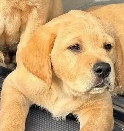 Statement from IGD in relation to WRC decision against Hertz Rent A Car