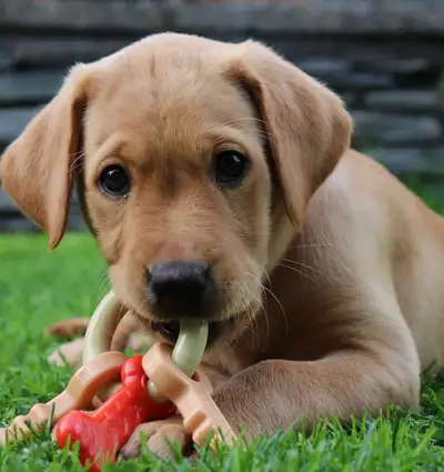 The PAW Files: Why not to distract a working dog