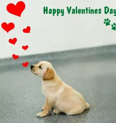 Puppy with love hearts