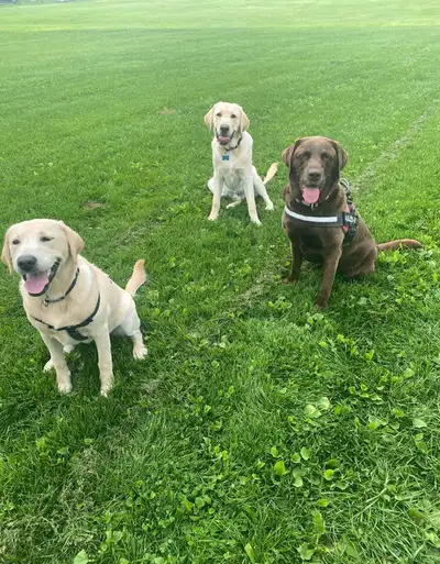 Keano sitting on grass with his sister Kylie and another four-legged pal
