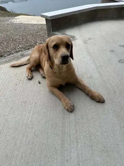 Nova lying down inside looking towards the camera.'s Image 3