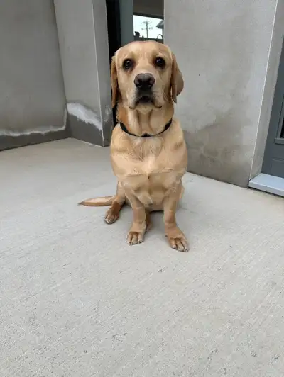 Nova sitting down inside looking towards the camera.'s Image 2