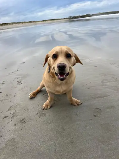 Nova sitting down on sand at the beach looking towards the camera.'s Image 1