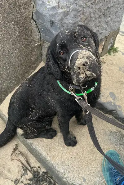 Mitch sitting on sand with his face sprinkled with sand