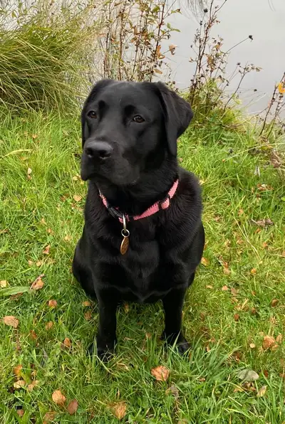 Jaidee sitting on grass