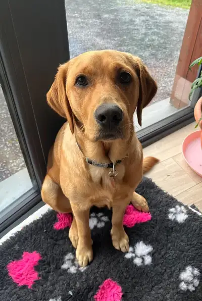 Easky sitting indoors on a black mat with pink and white paw prints