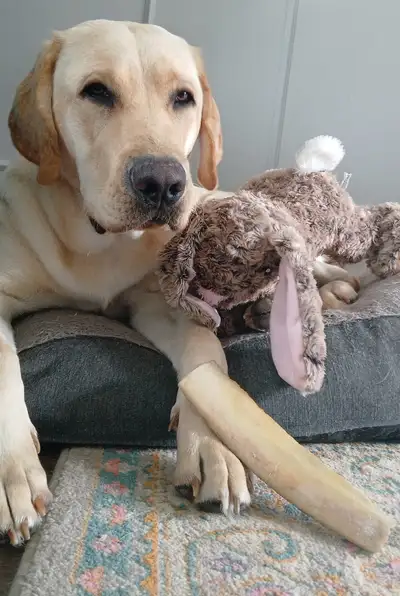 Kingston lying on a cushion with a pink cuddly toy