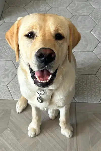 Schnitzel sitting on a wooden floor