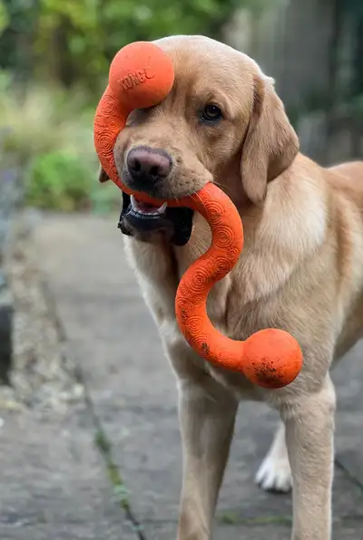 Murphy standing with an orange toy in his mouth