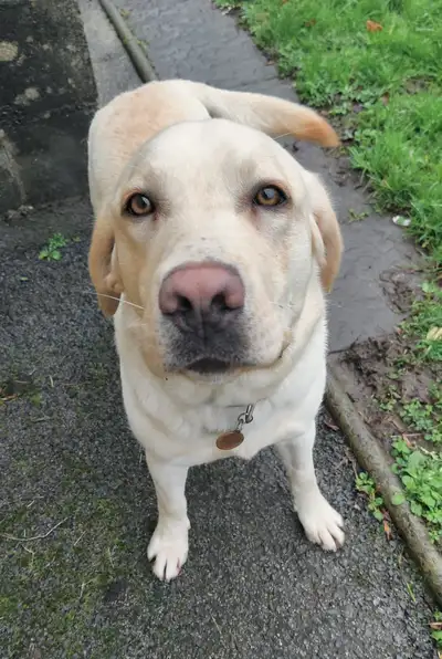 Orlando standing looking up