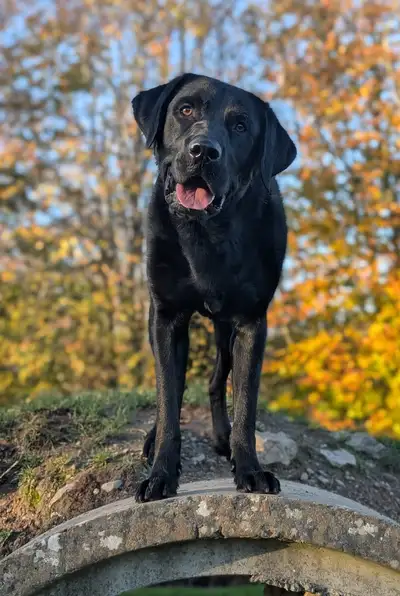 Johnny standing with autumn trees in the background