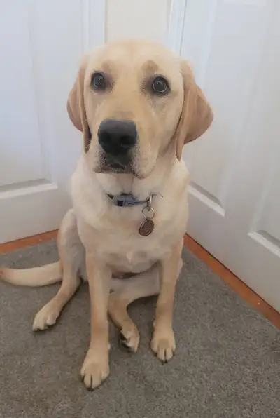 Elm sitting on a grey carpet
