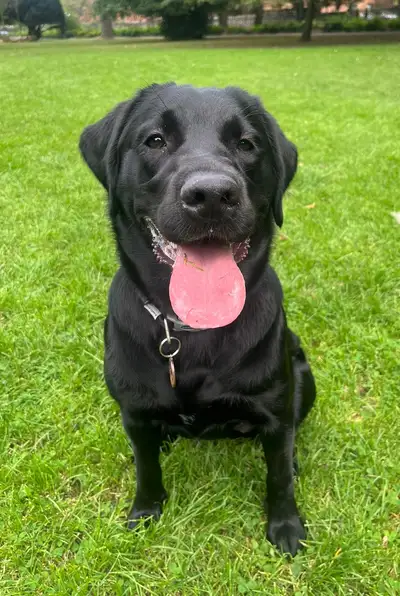 Gem sitting on grass looking up at the camera