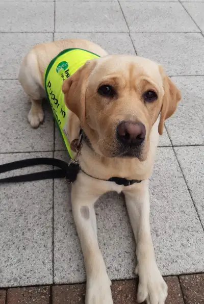 Betsie lying on a pavement looking up to camera