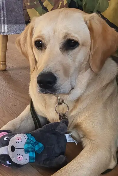 Grettle lying on a wooden floor with a toy in front