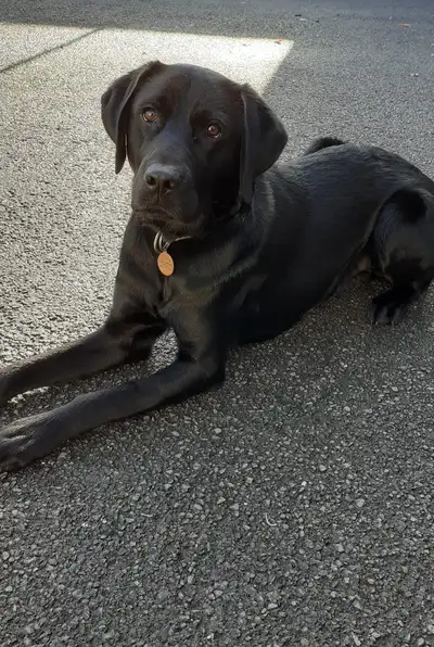 Iarla lying on a pavement