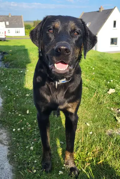 Grayson standing on grass looking straight to camera