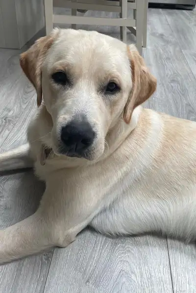 Griffin lying on a wooden floor