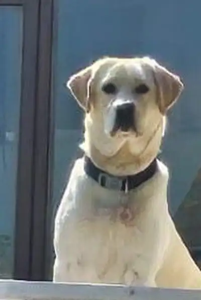 Delilah sitting staring at the camera