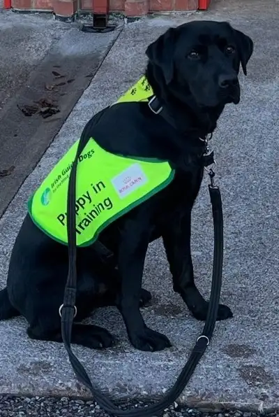 Leco sitting wearing his puppy in training jacket