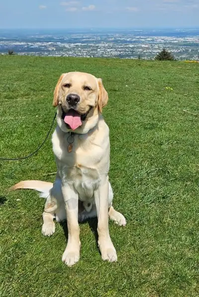 Eagle sitting on grass