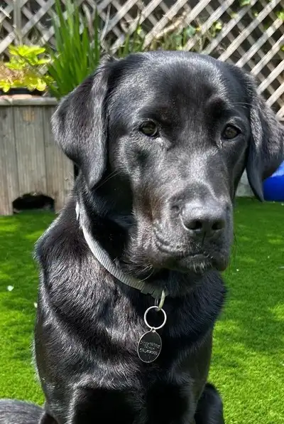 Aries sitting in a garden
