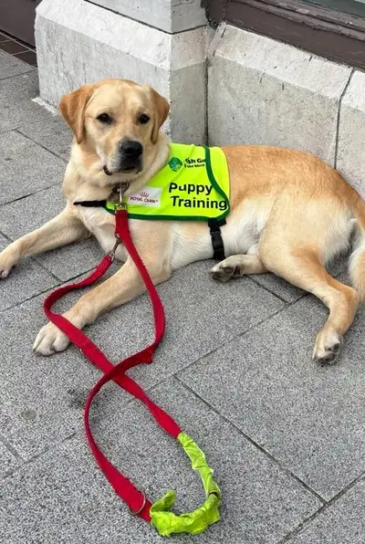 Flynn lying on a pavement