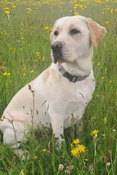Dolly sitting in a field of flowers