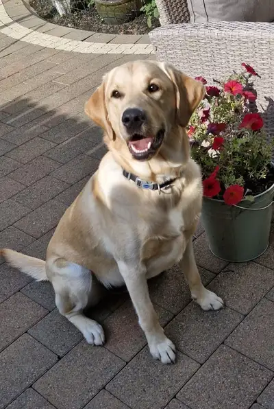 Grady sitting on a path looking up to camera
