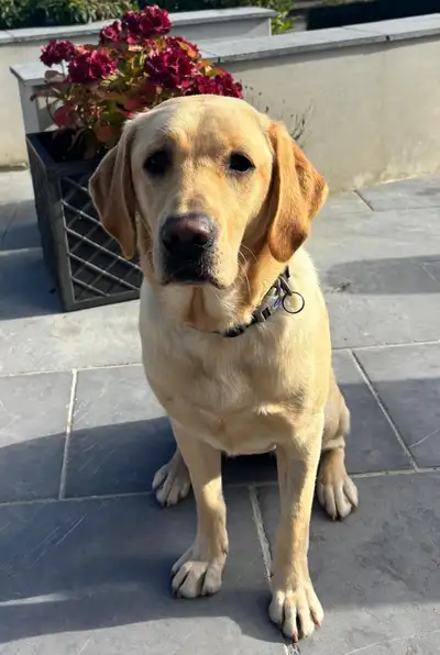 Harley sitting on a path