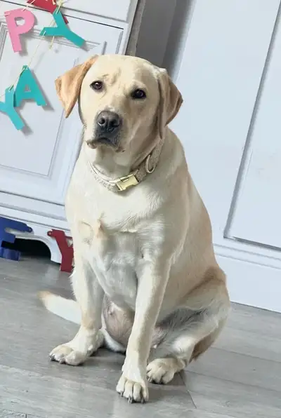 Kelsey sitting on a wooden floor